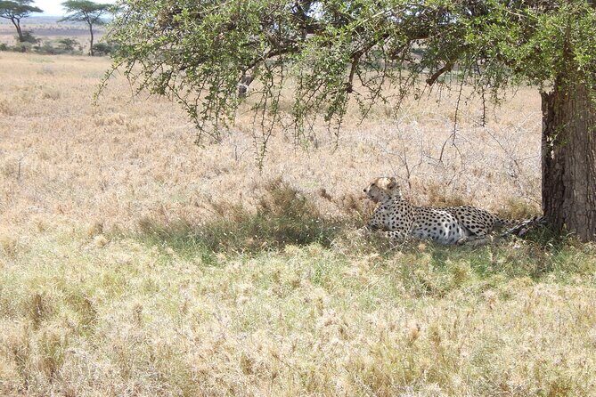 4 Days Ngorongoro & Serengeti Safari from Arusha - FAQs