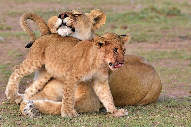 4 Days of Untamed Beauty: An Unforgettable Masai Mara Road Safari - Key Points
