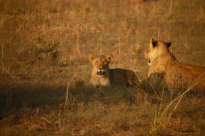 4 Days of Untamed Beauty: An Unforgettable Masai Mara Road Safari - The Overview: What Makes This Safari Special?