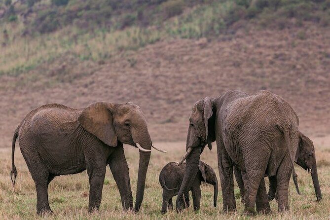 4 Days of Untamed Beauty: An Unforgettable Masai Mara Road Safari - What’s Included and What’s Not