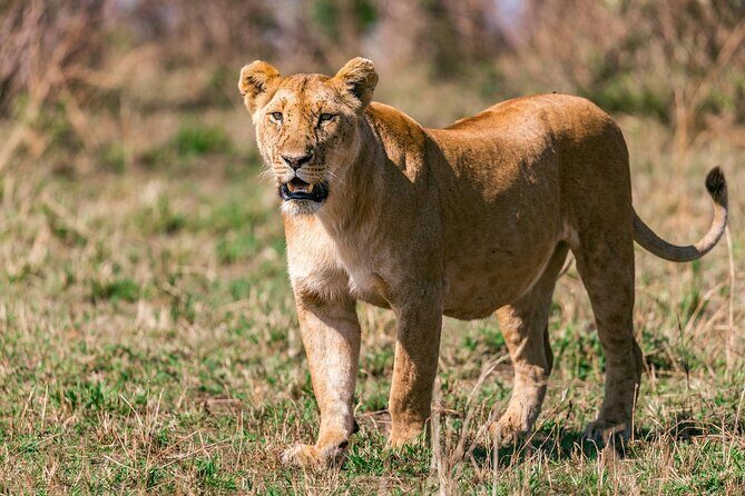 4 Days of Untamed Beauty: An Unforgettable Masai Mara Road Safari - The Value Proposition: Is It Worth It?