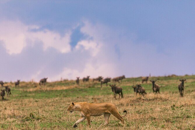 4 Days of Untamed Beauty: An Unforgettable Masai Mara Road Safari - Who Will Love This Tour?