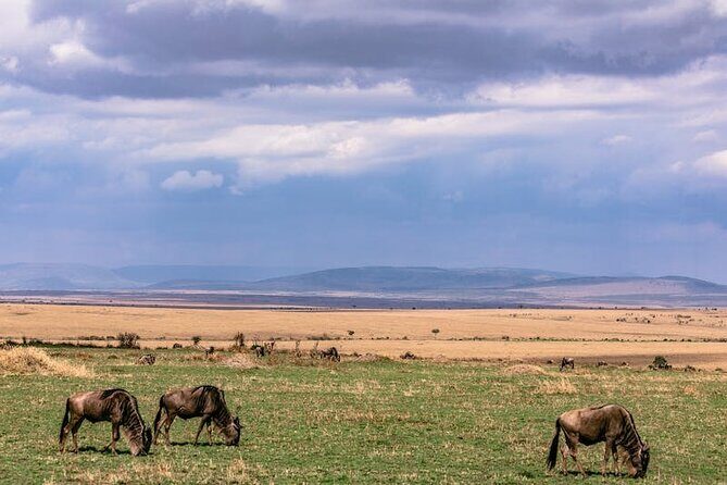 4 Days of Untamed Beauty: An Unforgettable Masai Mara Road Safari - Final Thoughts