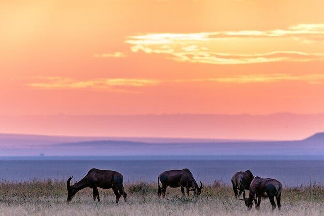 4 Days of Untamed Beauty: An Unforgettable Masai Mara Road Safari - FAQ