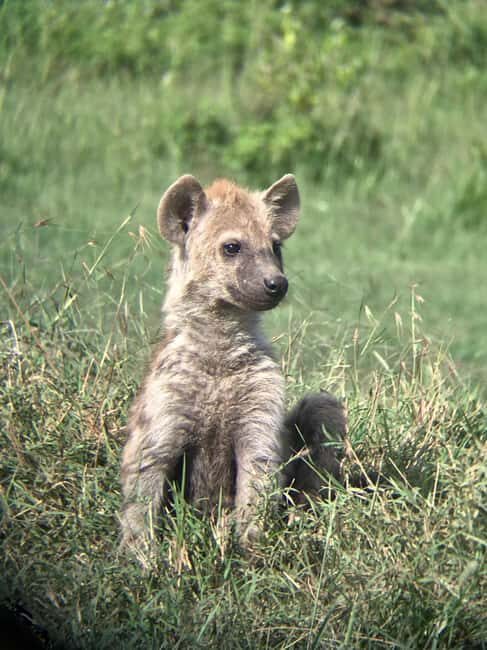 4 Days of Wildlife Wonders Your Ultimate Safari Journey - Key Points