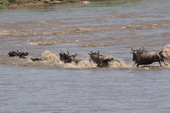 4 Days Private Arusha National Park, Serengeti, Ngorongoro Tour - The Sum Up