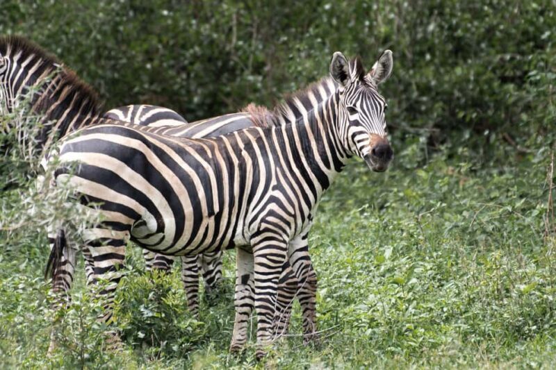 4 Days Private Luxury Safari to Serengeti and Ngorongoro - Exploring the Itinerary in Detail