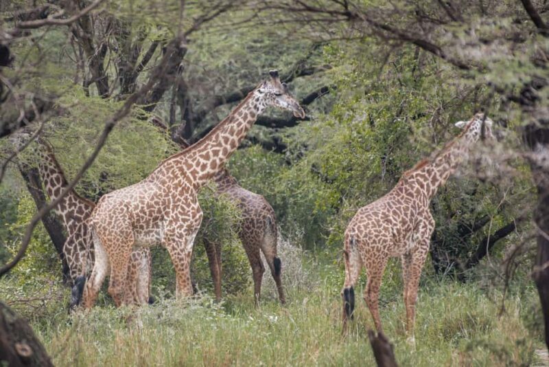 4 Days Private Luxury Safari to Serengeti and Ngorongoro - Final Thoughts