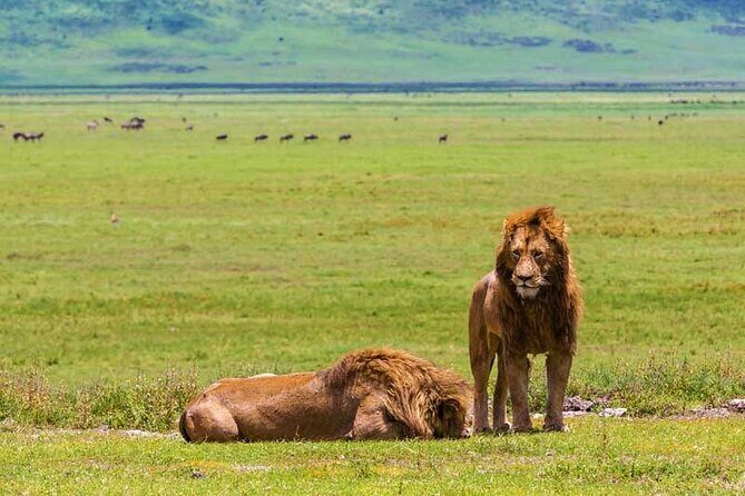 4-Days Private Midrange, Tarangire Ngorongoro, Manyara & Materuni - Final Thoughts