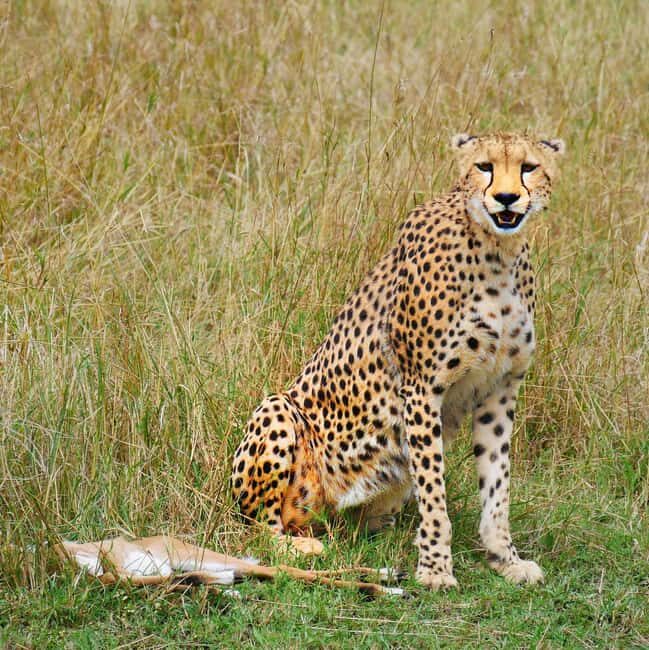 4 days Private Safari to Olpejeta & Samburu National park - Transition to Samburu: The Northern Wilderness