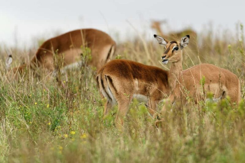 4 days Private Safari to Olpejeta & Samburu National park - What’s Included and What to Consider