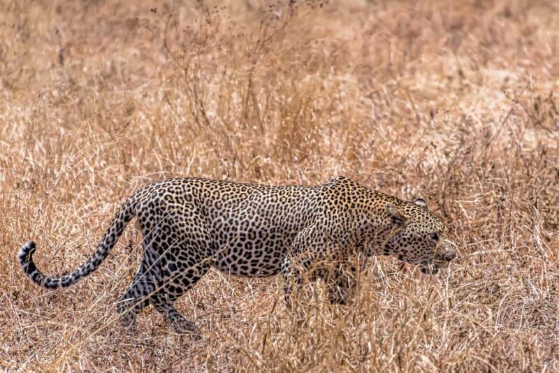 4 Days Private Safari to Tarangire & Serengeti - An Overview of This Safari Experience