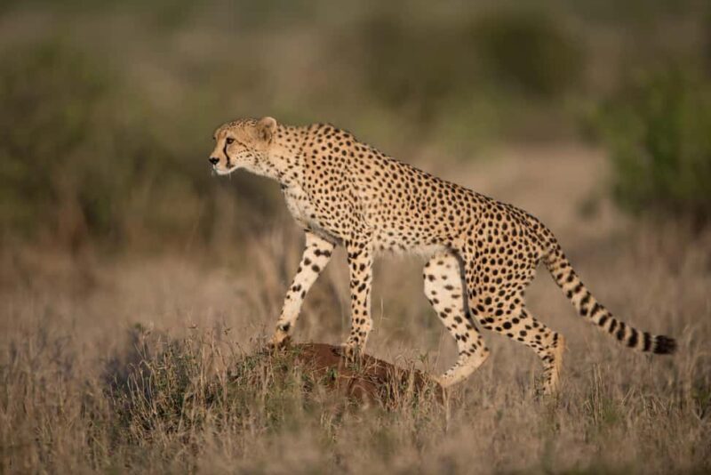 4 Days Private Safari to Tarangire & Serengeti - What the Tour Includes and What to Keep in Mind