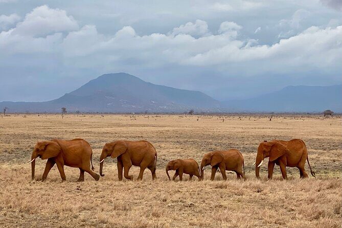 4 Days Private Safari Tour Tsavo and Amboseli from Nairobi - What the Tour Includes & What to Expect