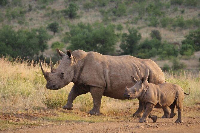 4 Days Private Tour at Kruger National Park & Blyde River Canyon - Day 4: Return via Mpumalanga and Local Encounters