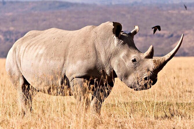 4 Days Private Tour at Kruger National Park & Blyde River Canyon - The Practical Side: What You Need to Know