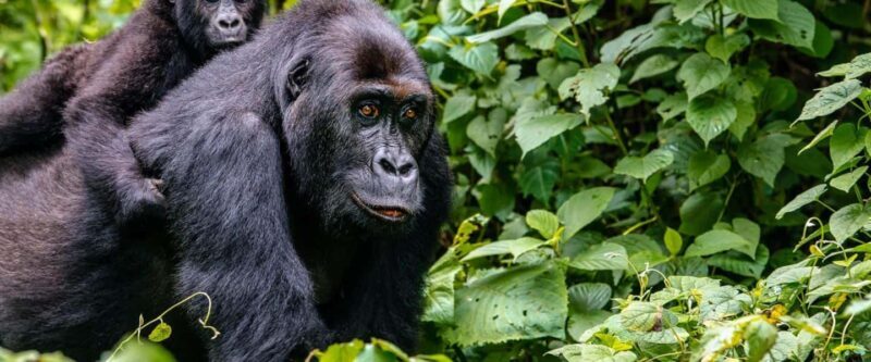 4 Days Rwanda Gorilla Trekking, Lake Kivu & Caves - A Practical Breakdown of the 4-Day Rwanda Experience