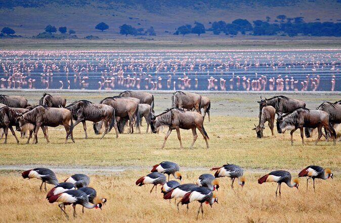 4 days safari - Key Points