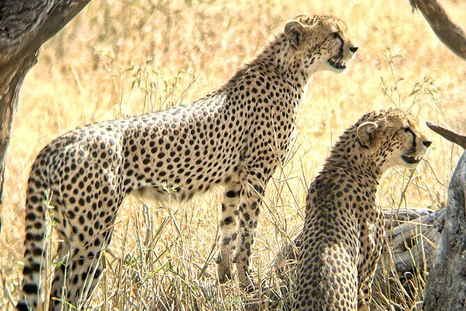 4 days safari - Exploring the Itinerary: What You Can Expect