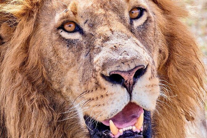 4 days safari - Final Thoughts
