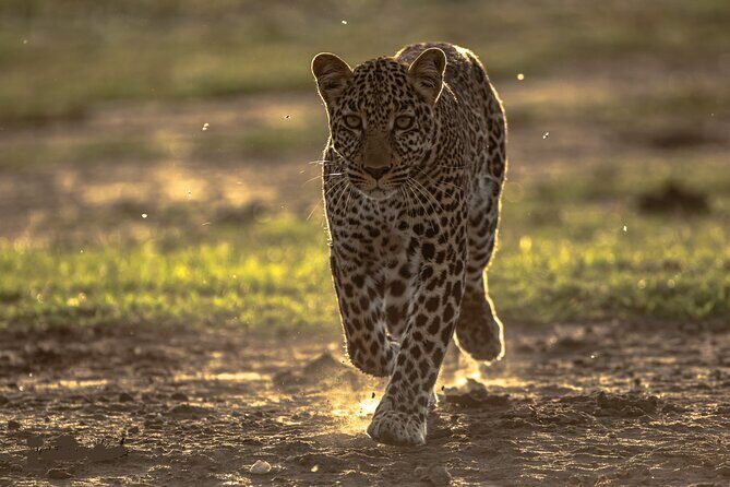 4 Days Safari from Mombasa to Amboseli and Tsavo West and East - An In-Depth Look at the Itinerary