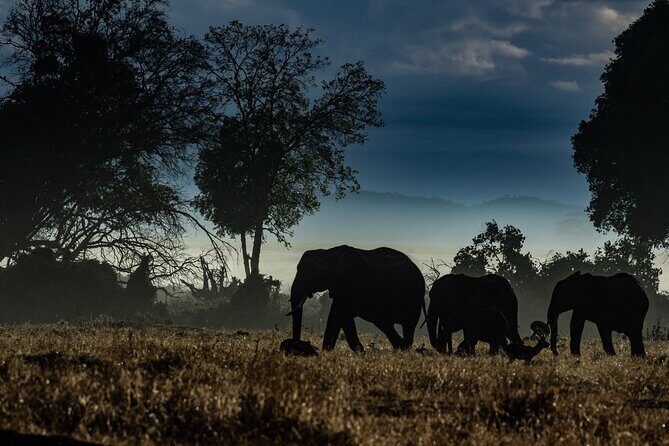 4 Days Safari from Mombasa to Amboseli and Tsavo West and East - Why This Tour Offers Great Value