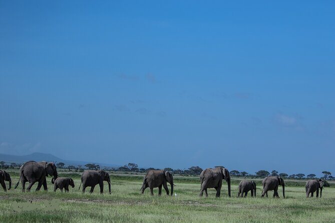 4 Days Safari from Mombasa to Amboseli and Tsavo West and East - Who Should Consider This Safari?