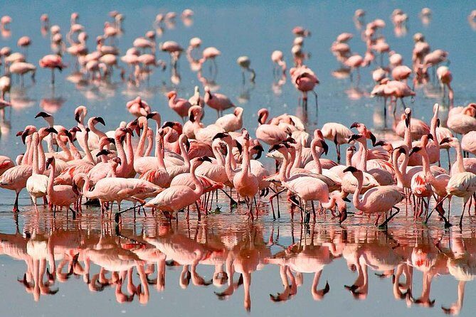 4 days safari in Tanzania - FAQs