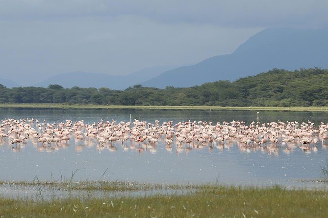 4 days safari in Tanzania - Final Words