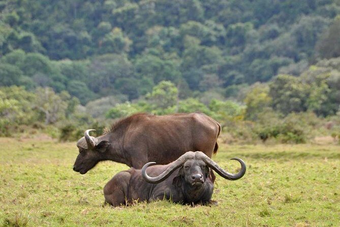 4 days Safari Lake Manyara, Ngorongoro crater and Serengeti - The Itinerary in Detail