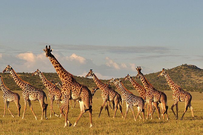 4 days Safari Lake Manyara, Ngorongoro crater and Serengeti - FAQs