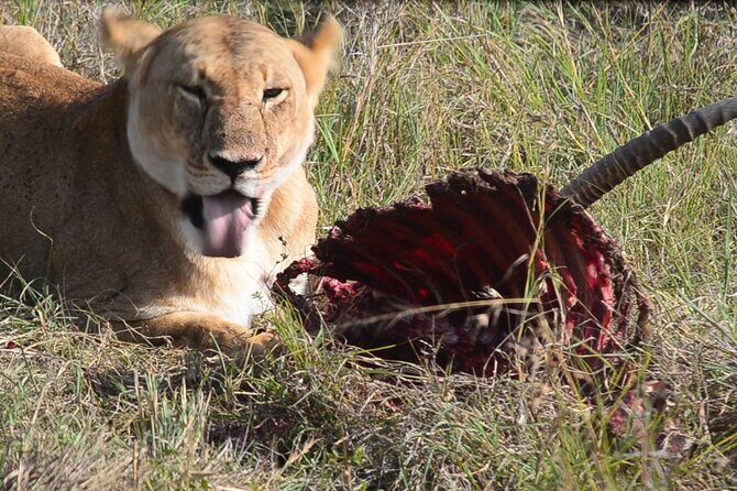 4 Days Safari Lake Nakuru NP Naivasha and Masai Mara - Introduction