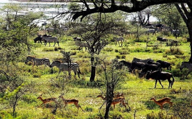 4-days Safari Mikumi National Park & Nyerere National Park - An In-Depth Look at the 4-Day Safari Experience