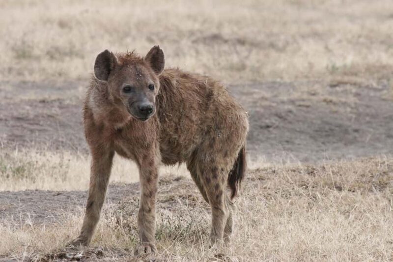 4-days Safari Mikumi National Park & Nyerere National Park - Authentic Encounters and Traveler Insights