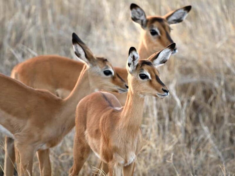 4-days Safari Mikumi National Park & Nyerere National Park - Final Reflection: Who Is This Tour Best For?