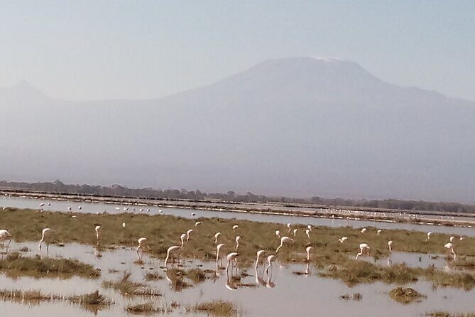 4 Days Safari to Amboseli N/P, Tsavo East N/P. - Key Points
