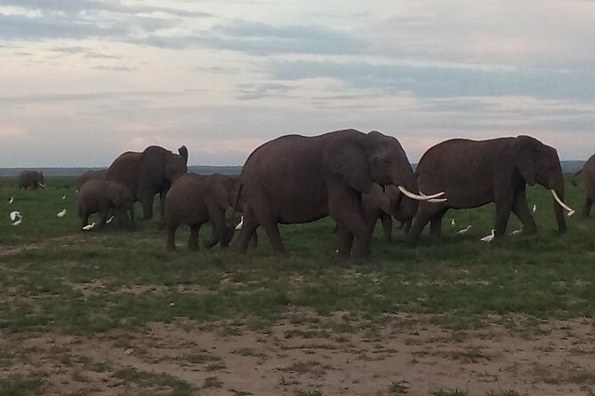4 Days Safari to Amboseli N/P, Tsavo East N/P. - The Itinerary Breakdown: What You Can Expect