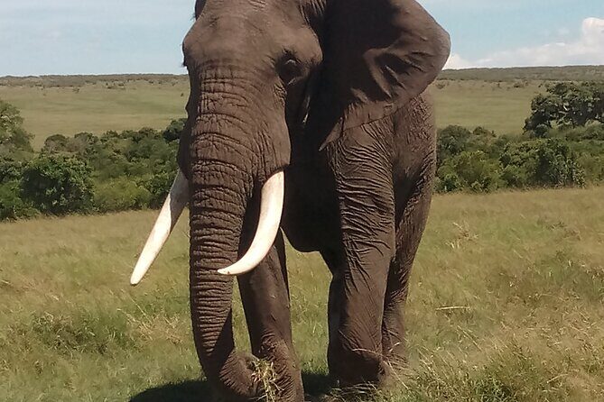 4 Days Safari to Lake Nakuru N/P and Maasai Mara N/R - The Sum Up: Is This Safari Worth It?