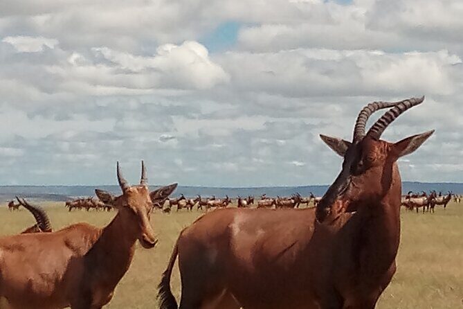 4 Days Safari to Lake Nakuru N/P and Maasai Mara N/R - FAQ