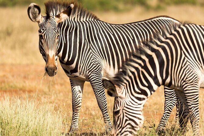 4 Days Safari to Tarangire, Serengeti and Ngorongoro - Exploring the Itinerary Step-by-Step