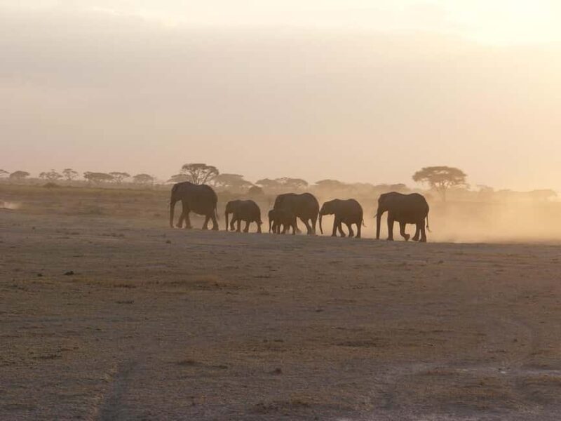 4 Days Safari to Tsavo East, Amboseli and Tsavo West Parks - Key Points