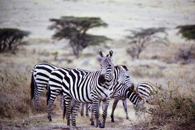 4 Days Safari Tour at Tarangire, Serengeti and Ngorongoro Crater - Who Will Love This Safari?