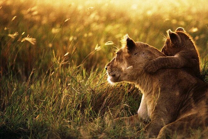4 Days Safari Tour at Tarangire, Serengeti and Ngorongoro Crater - FAQs