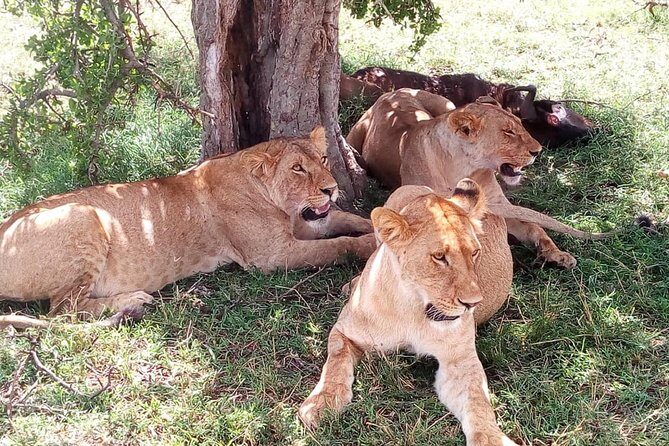 4-days safari: Tsavo east, west and Amboseli national parks - What Makes this Tour Stand Out?