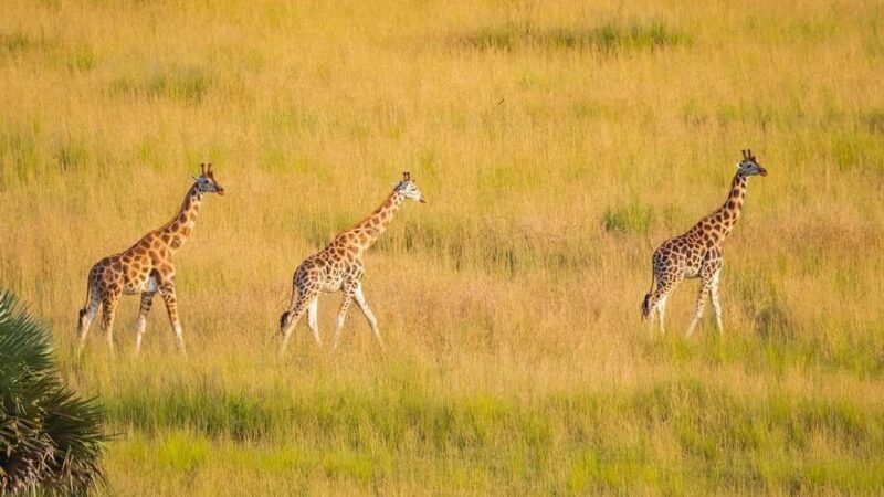 4 Days Samburu & Sweet Waters (Olpajeta) Safari. - Key Points