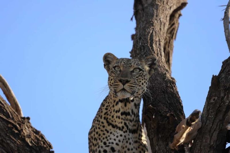 4 Days Samburu & Sweet Waters (Olpajeta) Safari. - An Honest Look at the 4-Day Safari Experience