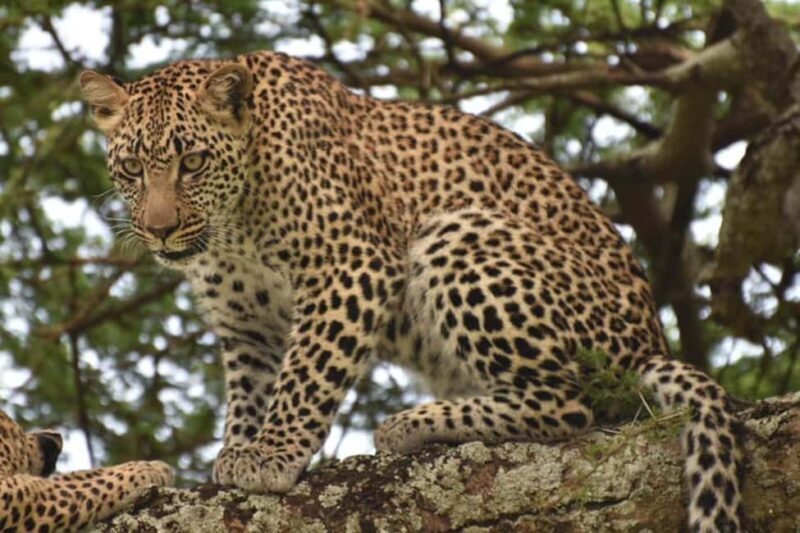 4 Days Semi Luxury Safari - Key Points
