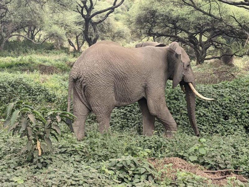 4-Days, Serengeti And Ngorongoro Budget Safari. - Authentic Experiences & Unique Highlights