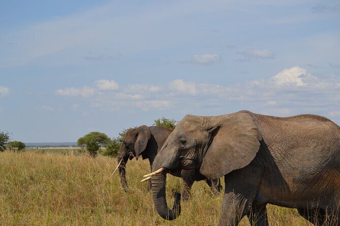 4 Days Serengeti Heritage Safari - The Sum Up