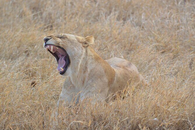 4 Days Serengeti Heritage Safari - FAQ
